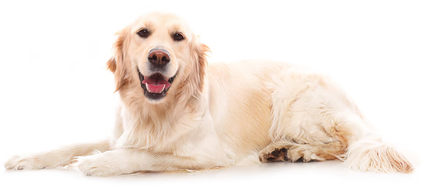 Pet Relocation image
